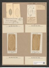 Navicula brasiliensis Grun. (de-Toni-Nr.: Genus 1, Species 135) Zeichnungen Sammlung Grunow Nr. 413 (NHMW-BOT-W0366724)
